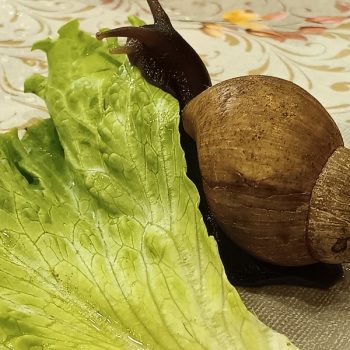 News-Schnecken-16.10.25-3